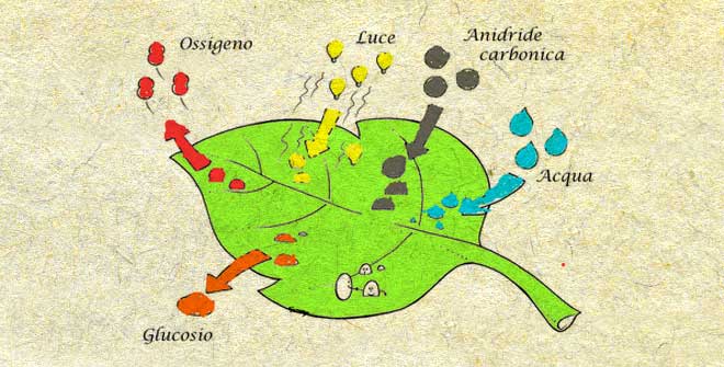 Schema della fotosintesi clorofilliana