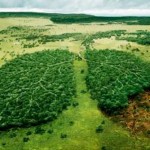 effetti_deforestazione