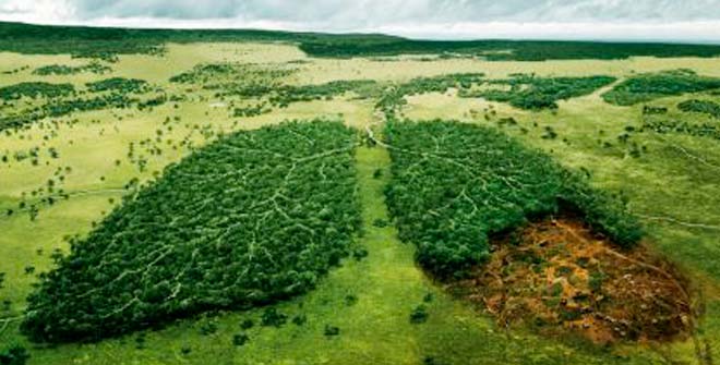effetti_deforestazione